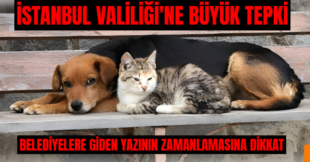 4 Nisan Dünya Sokak Hayvanları Günü'nde Validen Toplayın Emri